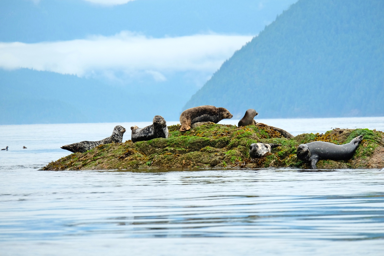 Neuer Vancouver Island North Führer 2020