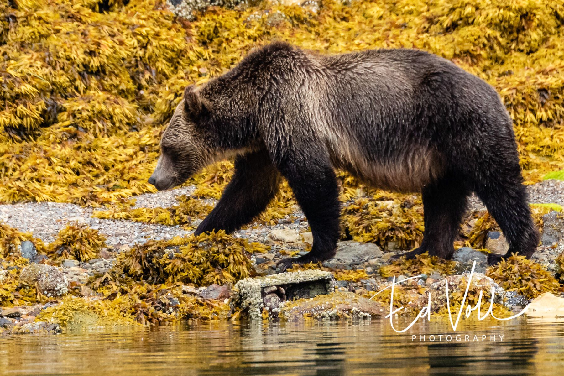 Foto: Ed Voll, British Columbia