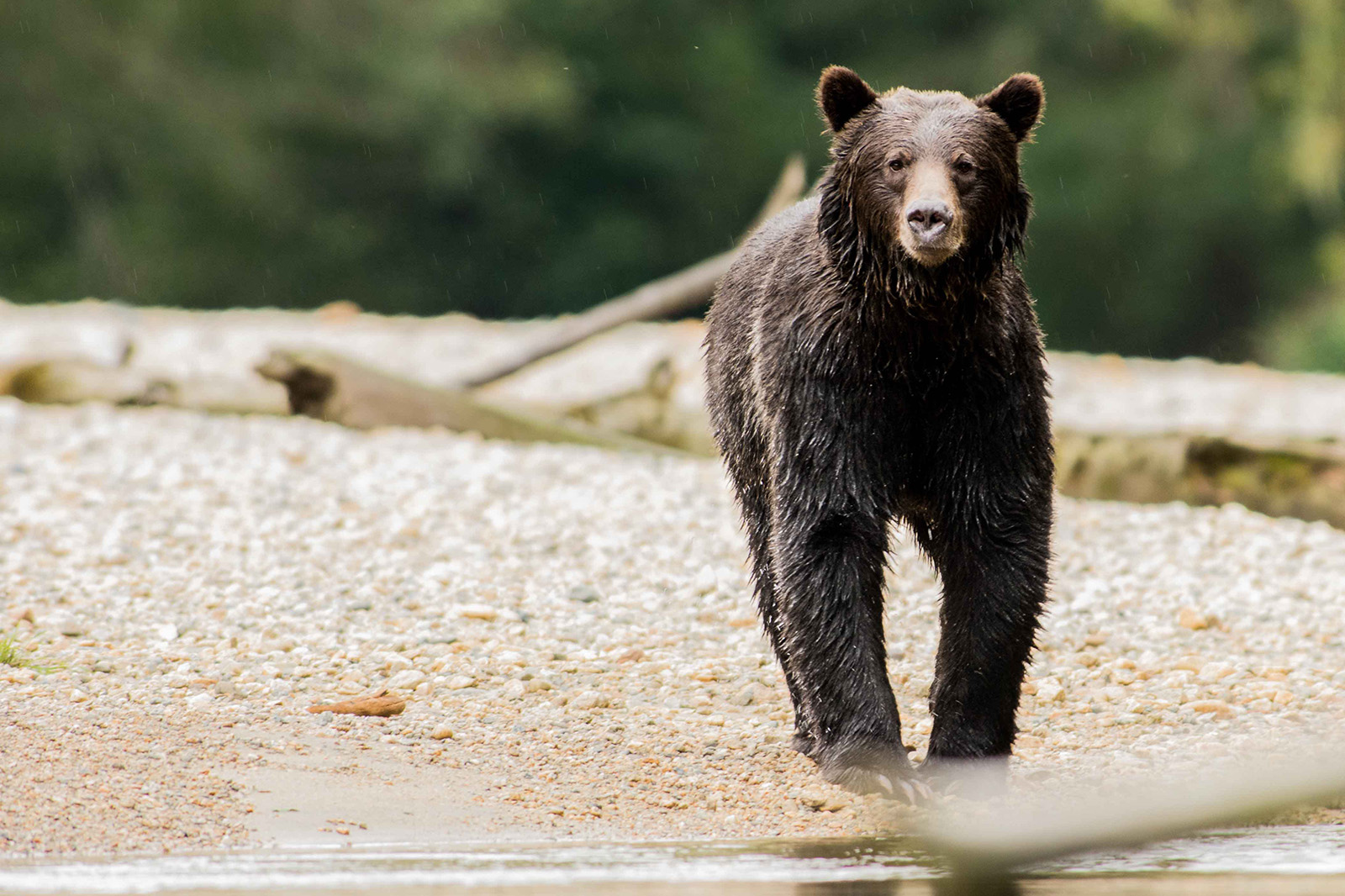 Mit den First Nations zu den Grizzlys und den Black Bears