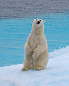 Ein Eisbär auf Baffin Island. Foto One Ocean Expeditions von Tony Beck