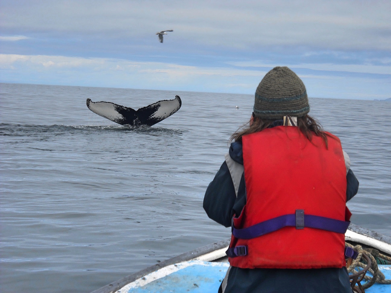 Im Fischerboot, um Buckelwale zu fotografieren | Bernadette A. Calonego