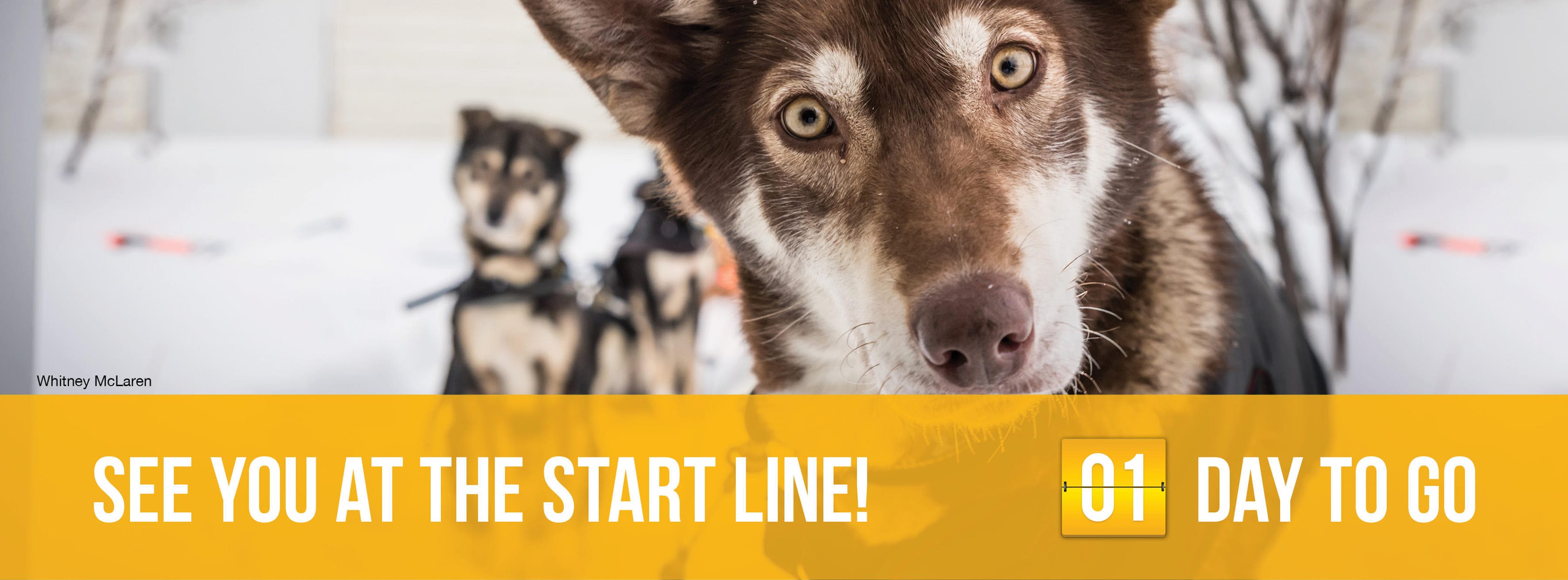 Start des Yukon Quest