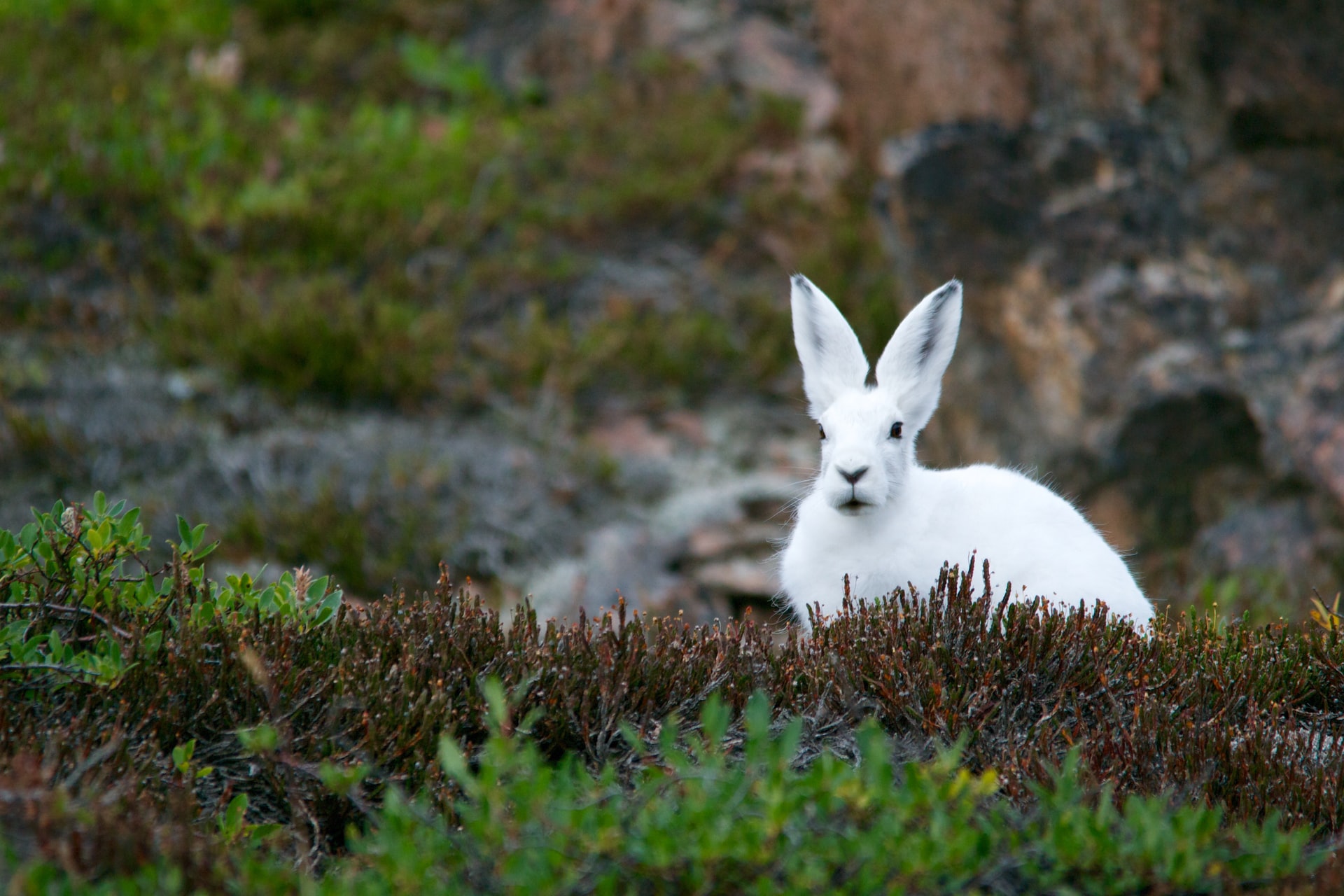 Fröhliche Ostern für Mitglieder!